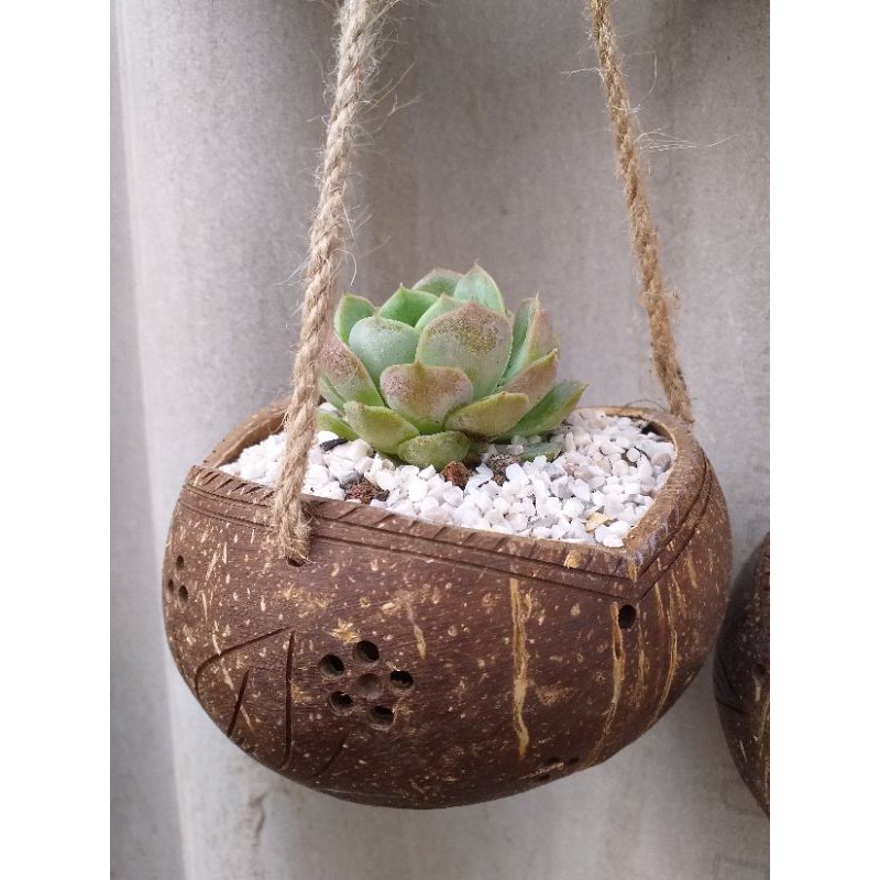 Chậu gáo dừa miệng 3 cánh sơn bóng kèm dây bố