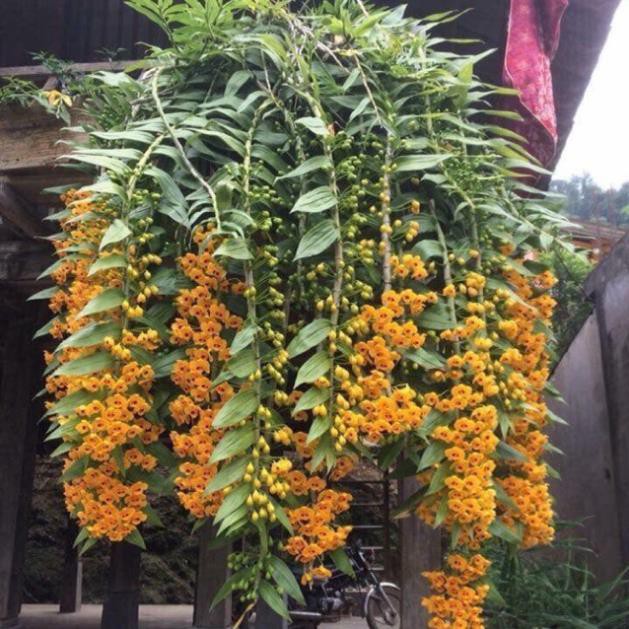 Sản phẩm 1 bó lan phi điệp vàng rừng tây bắc siêu to, hoa siêu đẹp + Tặng  phân hữu cơ cao cấp