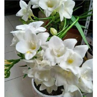 Củ giống hoa lan nam phi hoa màu trắng - ( 1 củ kèm viên nén xơ dừa ươm củ ) - STHG2