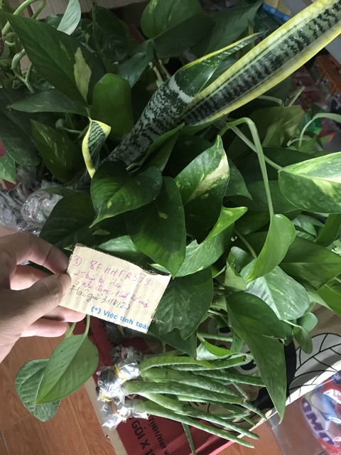Cây lưỡi hổ