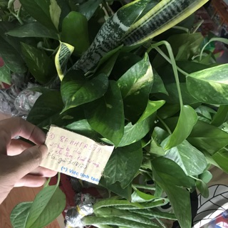 Cây lưỡi hổ