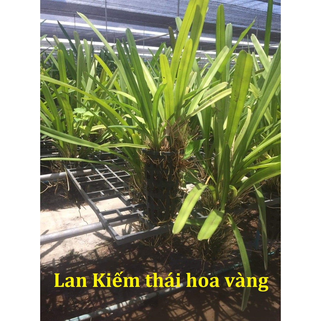 Lan Kiếm Thái hoa vàng