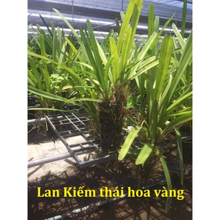 Lan Kiếm Thái hoa vàng