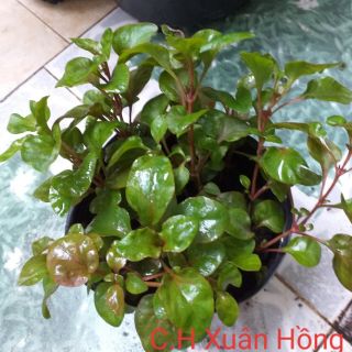 Combo 2 chậu rau cải xoong nhật.