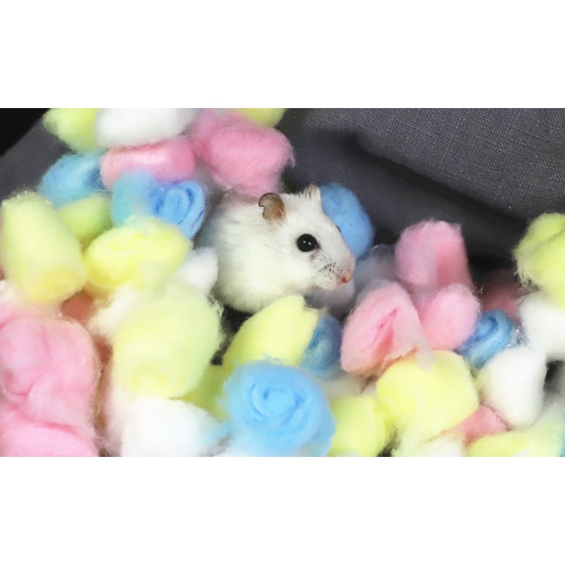 bông gòn candy cho hamster/sóc/fat tail/gerbil