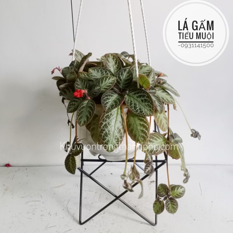 Cây ấm kiếm  chậu treo