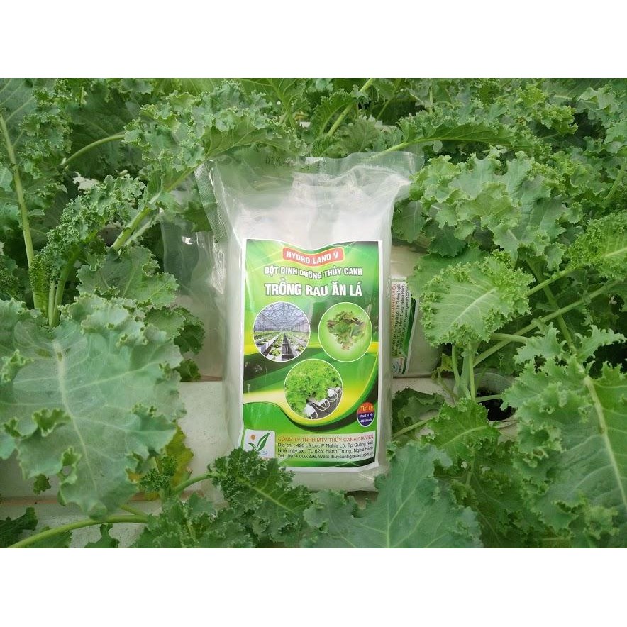 Dinh dưỡng thủy canh dạng bột cho rau ăn lá HYDRO LAND V TẶNG 1 GÓI HẠT GIỐNG