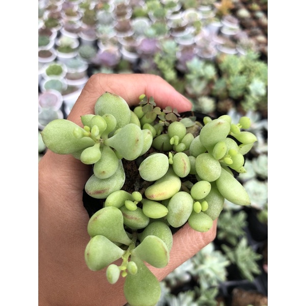 Sen đá Sỏi dây Size bầu 5cm Hư 1 Đổi 1