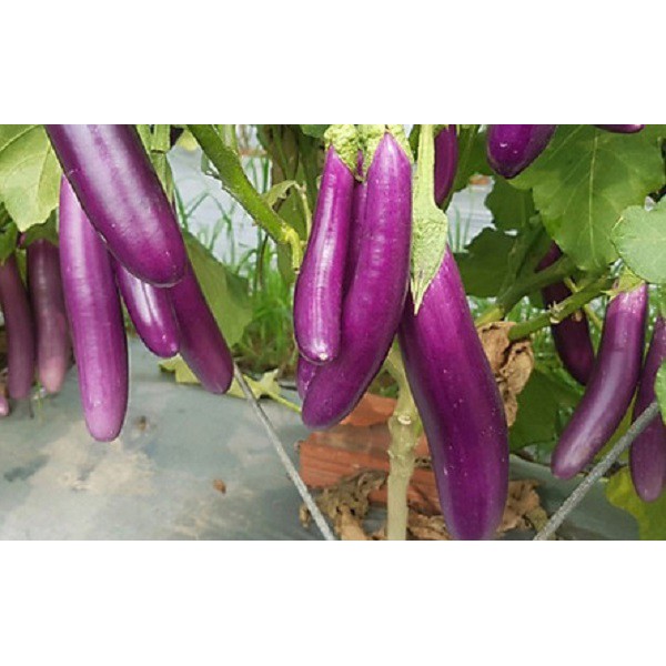 Hạt Cà Tím Dài F1 Thái Lan - Gói 1 gram