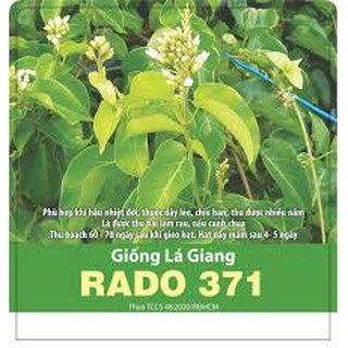 Gói 5 Hạt giống Lá Giang Rado 371 Chịu Hạn Rạng đông, Thu Nhiều Năm, Thu sau 60_70 ngày gieo