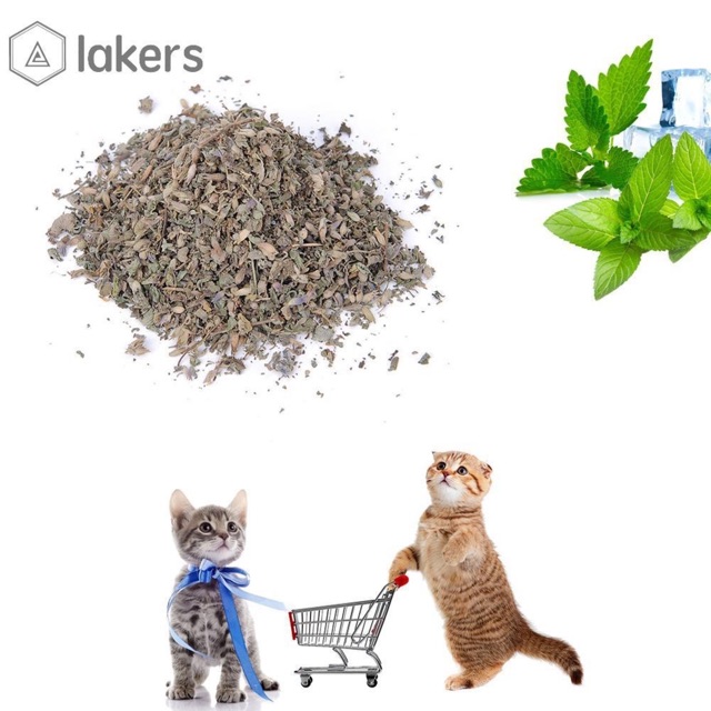 Cỏ mèo catnip