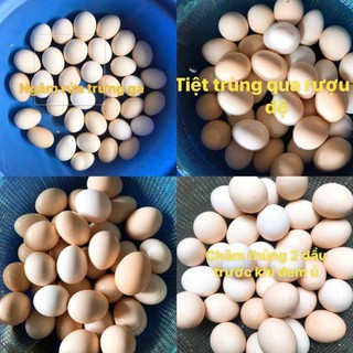 [1 lit] NẾP CẨM - TRỨNG GÀ TA