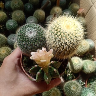 XƯƠNG RỒNG BỘ BA