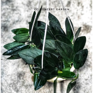 Trầu Bà Moonlight Đen | Scindapsus dark moonlight