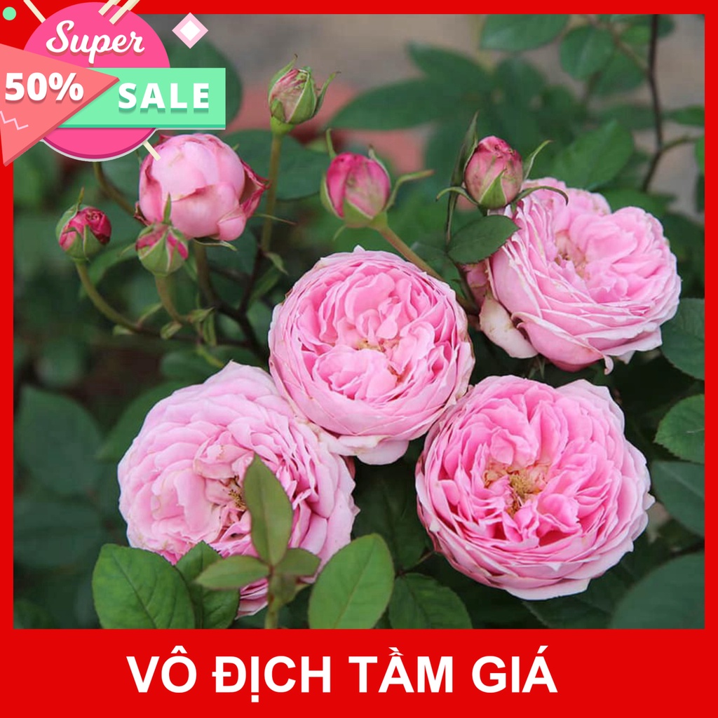 Giống Chuẩn Cây Hoa hồng ngoại