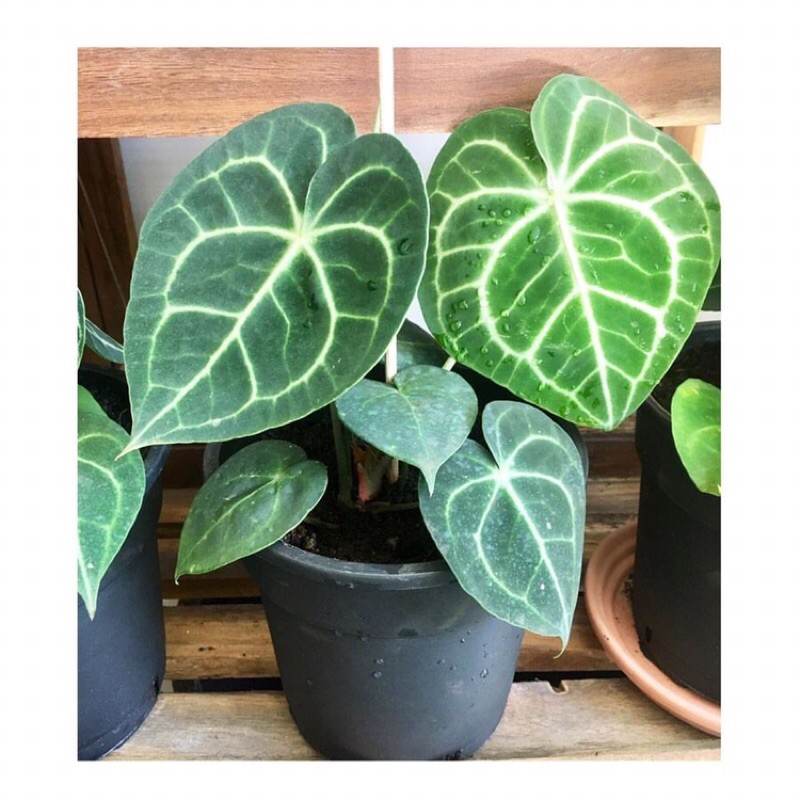 Cây lá kiểng nhập Thái- Anthurium Clarinervium