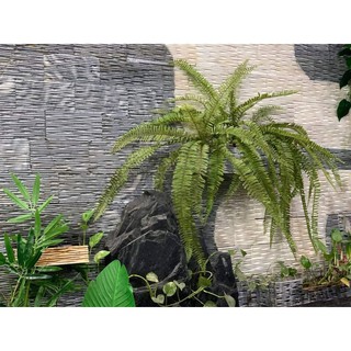 Dương sỉ cổ đại giả - cụm 11 lá