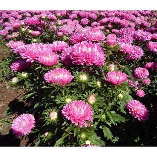 Hạt giống hoa cúc thuý thuần cao sản tặng gói hạt giống ngẫu nhiên