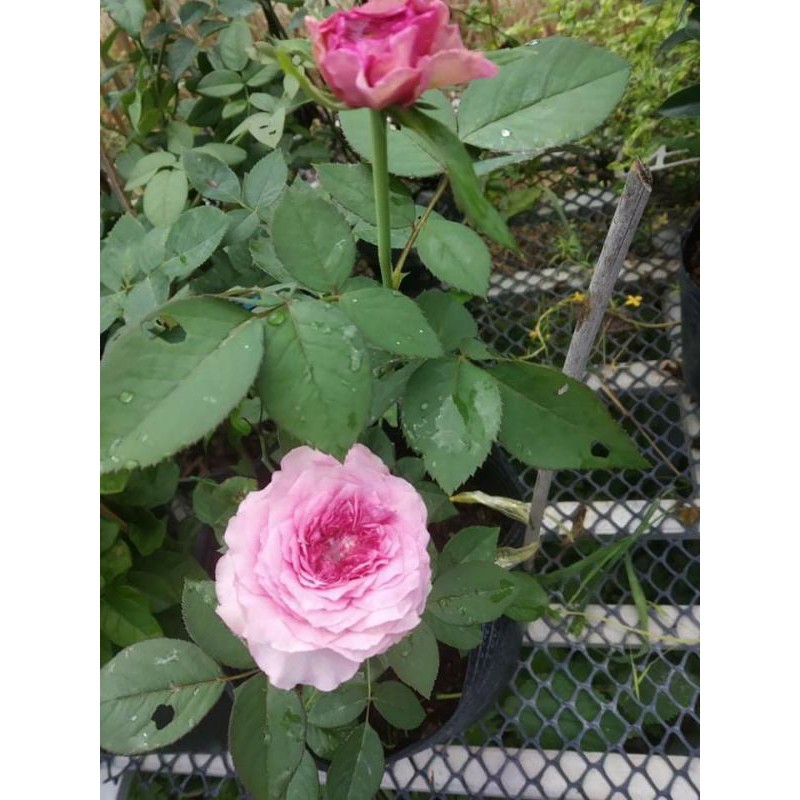 Hoa Hồng Ngoại Carey đột biến nhụy xanh