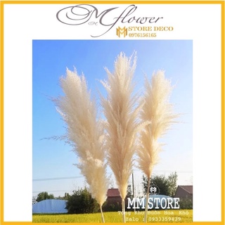 hoa cỏ lau khô trang trí hoa cỏ lau xù màu kem siêu vintage chup ảnh