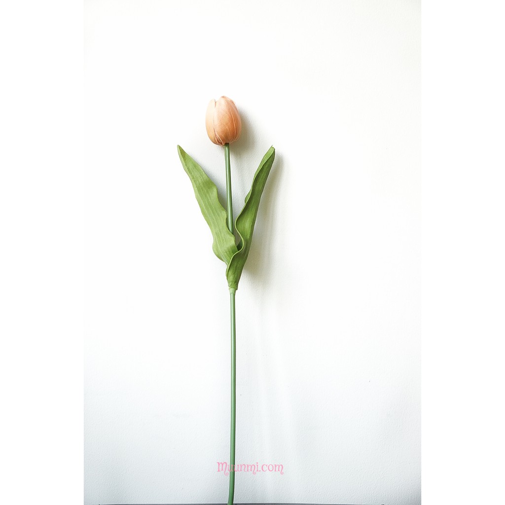 Hoa lụa 🌸 | Hoa Tulip thân dài - đoá to đẹp - màu Champagne