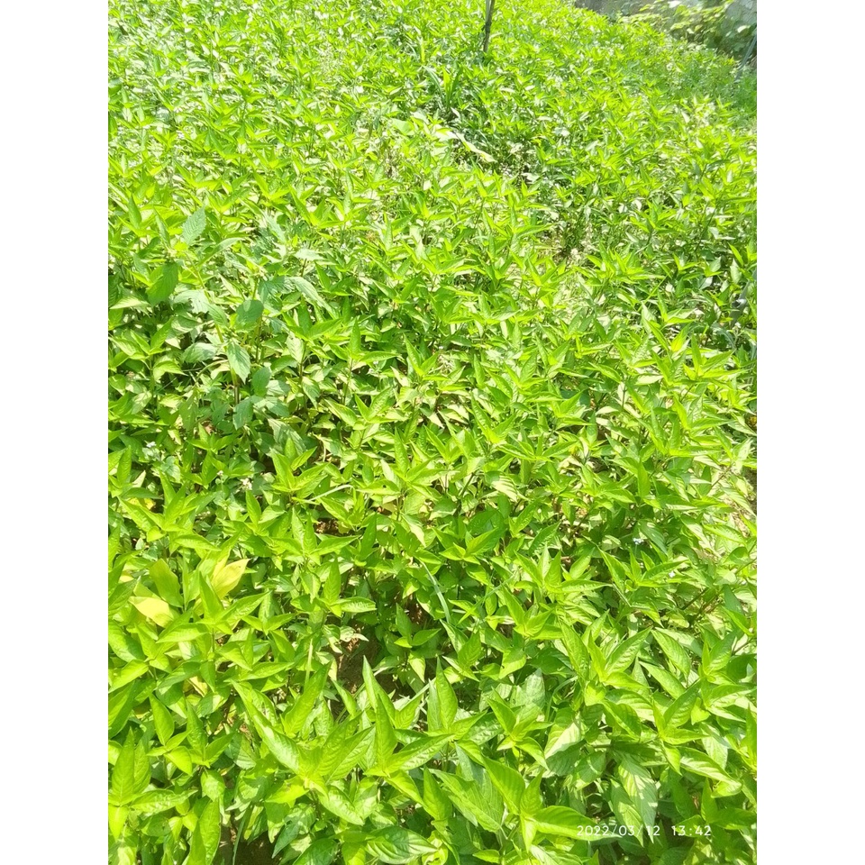 1 kg lá cẩm tím tươi/nấu xôi/làm thạch/tạo màu tự nhiên