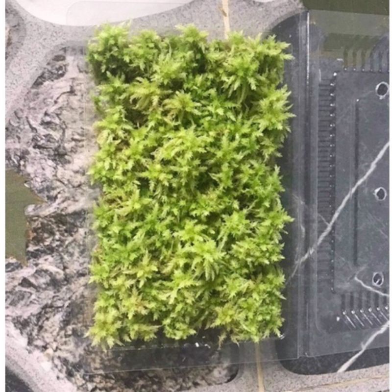Dớn tươi hộp 10x15cm ( Sphagnum lescuril)