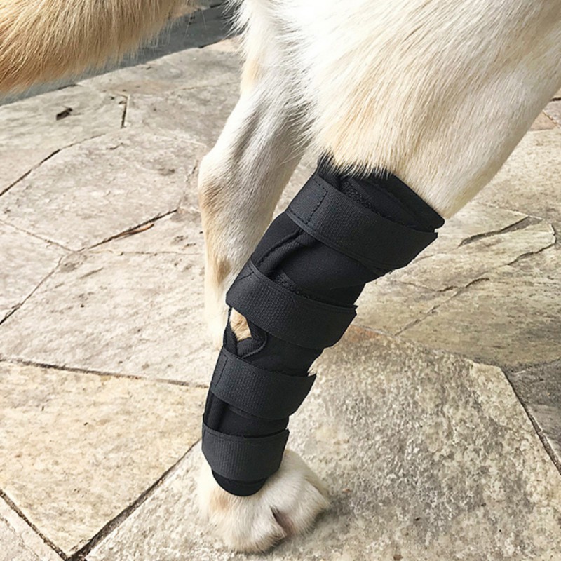 Băng bảo vệ và phục hồi chấn thương ở chân cho chó