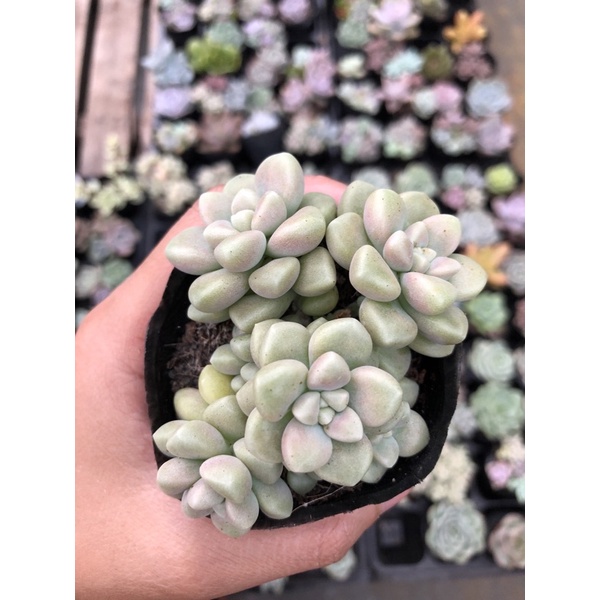 Sen Đá Kim Tuyến Hồng Size Bầu 5cm Hư 1 Đổi 1