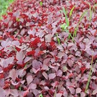 Combo 2 gói hạt giống rau dền đỏ