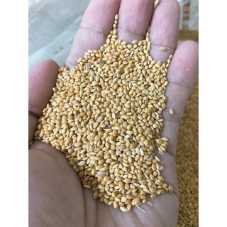 Hạt kê vàng 1kg - thức ăn cho Hamster, Chim, sóc...