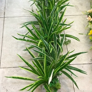Bồn lá tóc tiên - Combo khách đặt