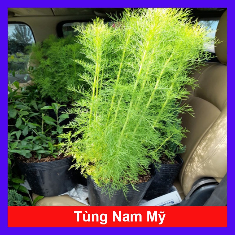 Cây Tùng Nam Mỹ - cây cảnh trong nhà - caykiengsadec