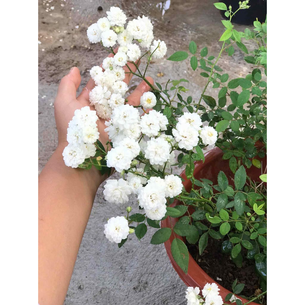 Cây giống hoa Hồng bạch trà + Tặng (0,3kg) phân hữu cơ cao cấp