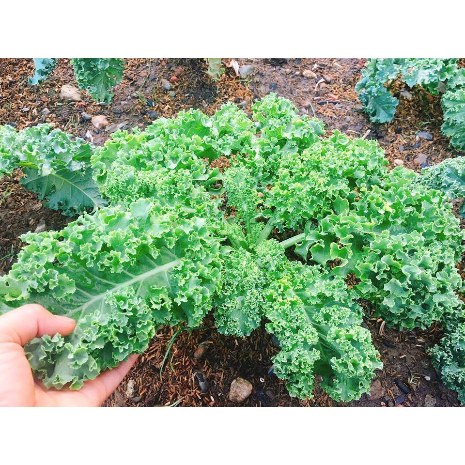 Hạt Giống Rau cải xoăn xanh Kale 20 hạt [ Tặng bộ dụng cụ làm vườn Mini 3 món ]