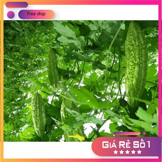Hạt giống mướp đắng - 2gr lucky.vn