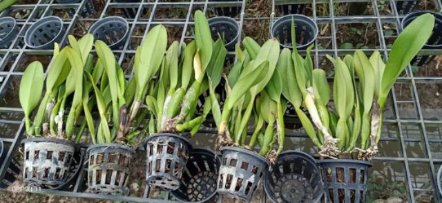 Hoa Lan Cattleya King Of Taiwan cây trưởng thành hàng thuần sắp hoa