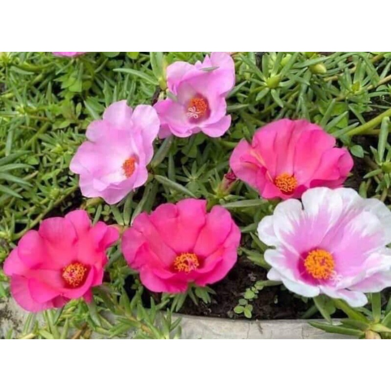 CÂY GIỐNG 10 GIỜ MỸ ĐƠN COMBO 50 CÂY MIX ĐỦ 7 MÀU