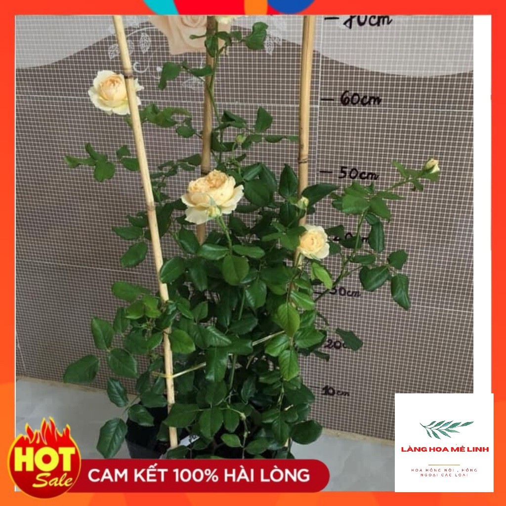 Hoa hồng ngoại Masora rose[ĐẸP NHẤT - HOT  NHẤT] màu vàng mộng mơ , mùi hương hoa quả .