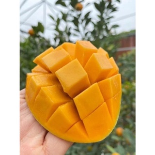Xoài cát Chu vàng ngọt lịm không sơ 1kg