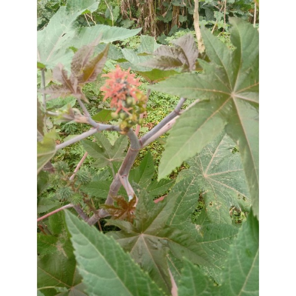 1KG Quả Thầu Dầu Tươi