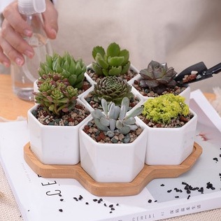 Chậu Sứ Lục Giác Trồng Sen Đá, Xương Rồng - Vườn Sen Đá