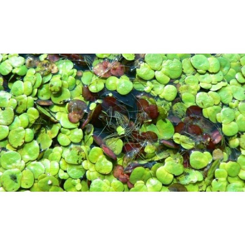 100 cây Bèo tấm tía