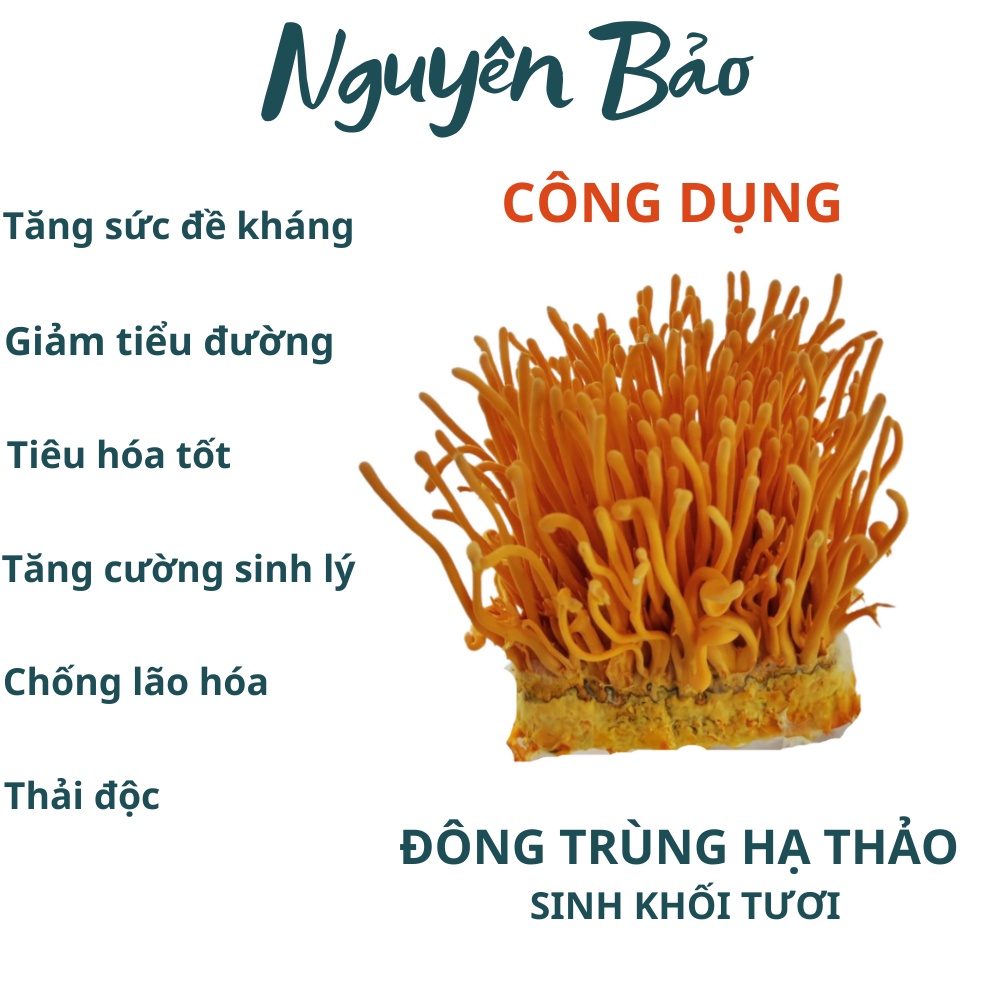 Đông Trùng Nguyên Con C3 Sấy Thăng Hoa - 10 con
