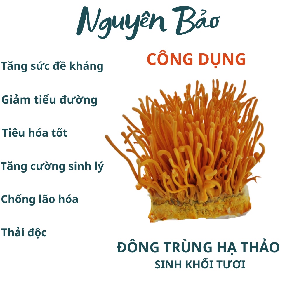 Đông trùng hạ thảo tươi C3 chính hãng