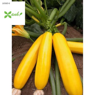 Hạt giống Bí ngòi vàng (7hạt)