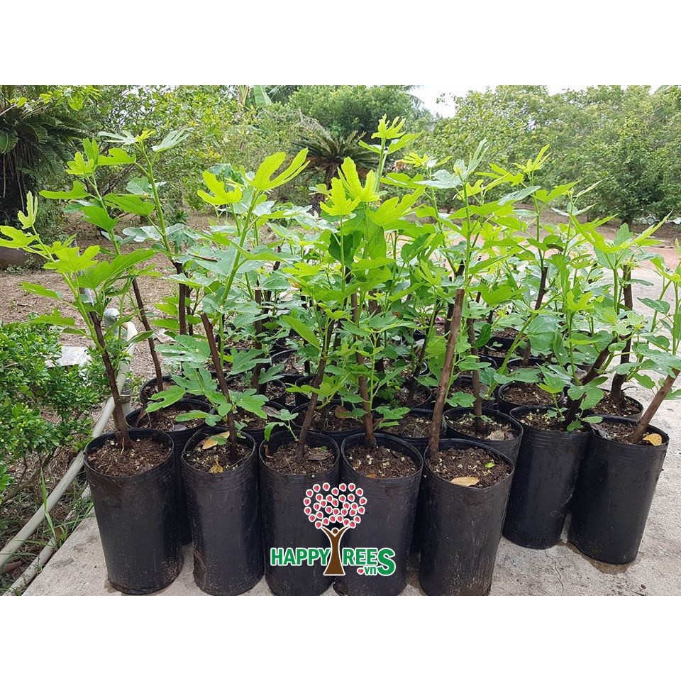 Cây sung mỹ giống  - THẾ GIỚI HOA CÂY CẢNH -.