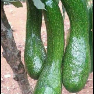 Cây giống Bơ 034
