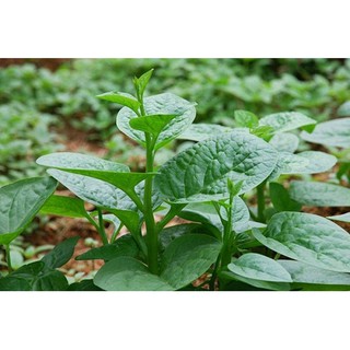 Hạt giống rau mùng tơi 10gr
