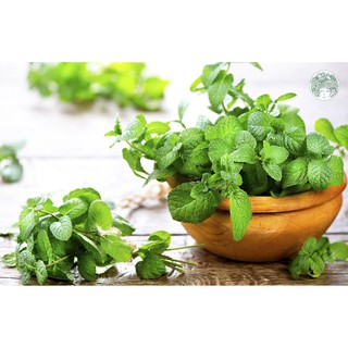 Bột bạc hà nguyên chất (túi 100g, 200g, 500g)